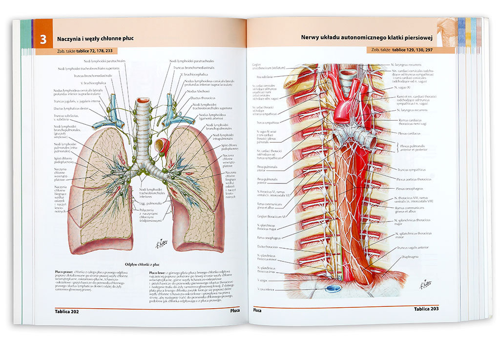 Atlas Anatomii Cz Owieka Netter Frank H Ksi Ka W Sklepie Empik