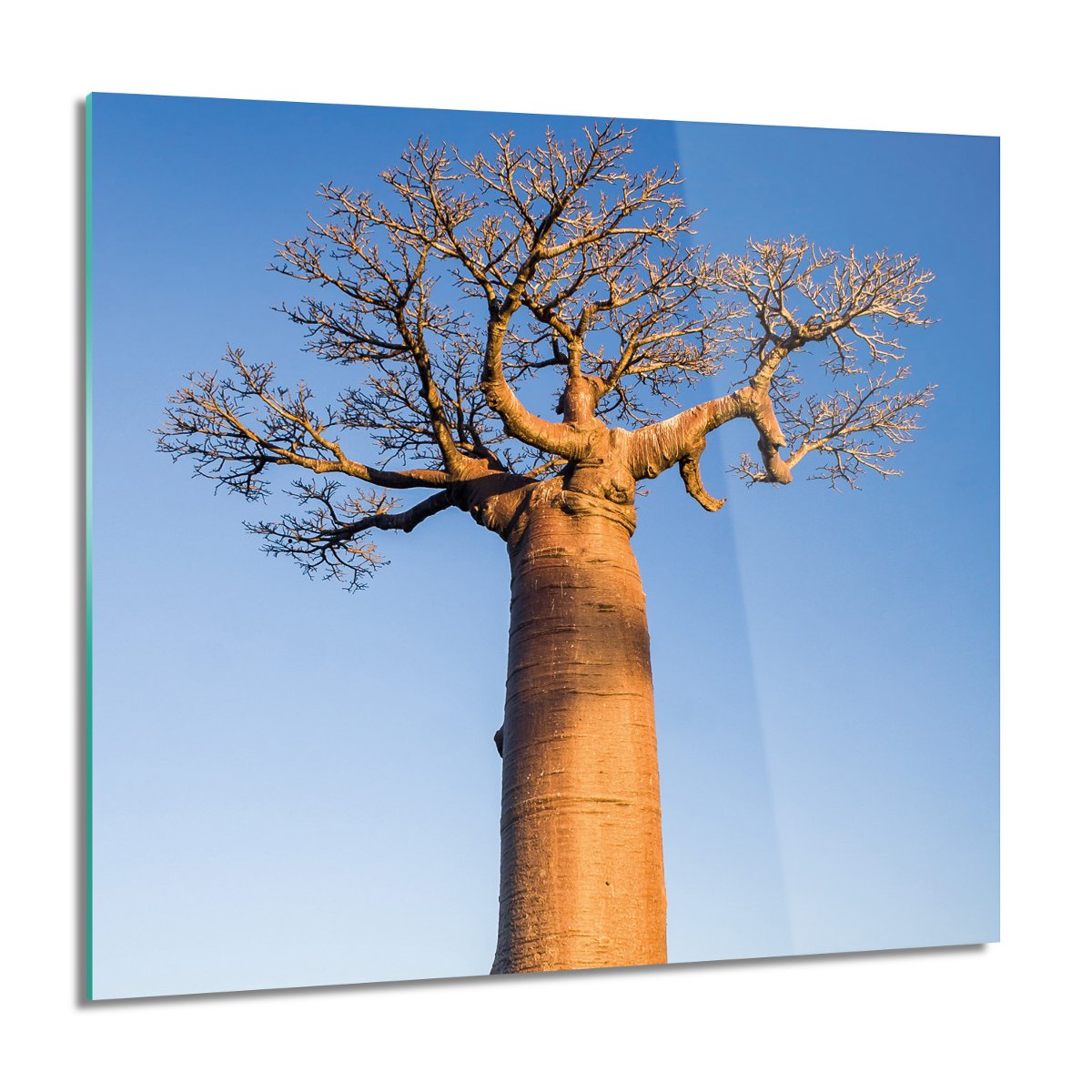 Artprintcave Drzewo Baobab Niebo Foto Na Szkle Na Cian X Cm