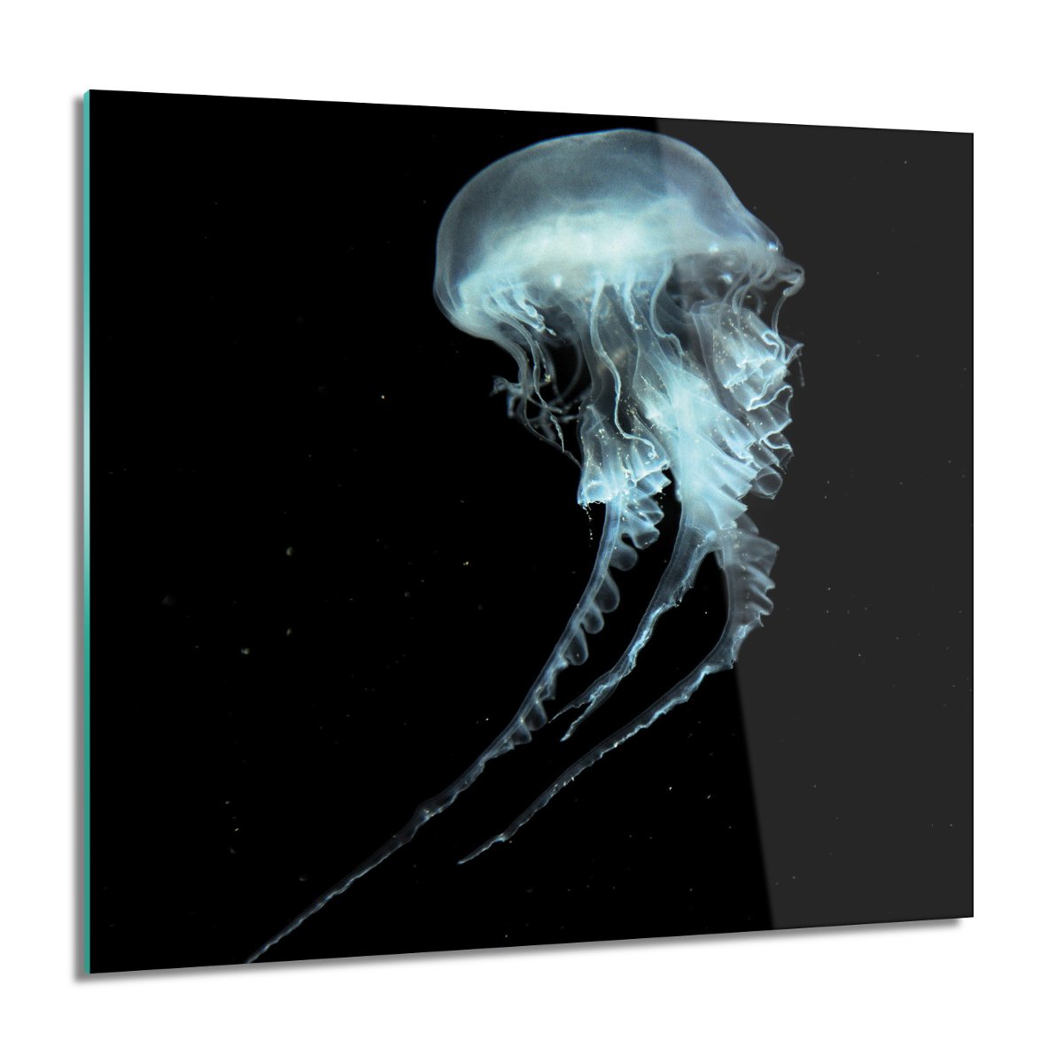 ArtprintCave Meduza woda ocean foto szklane na ścianę 60x60 cm