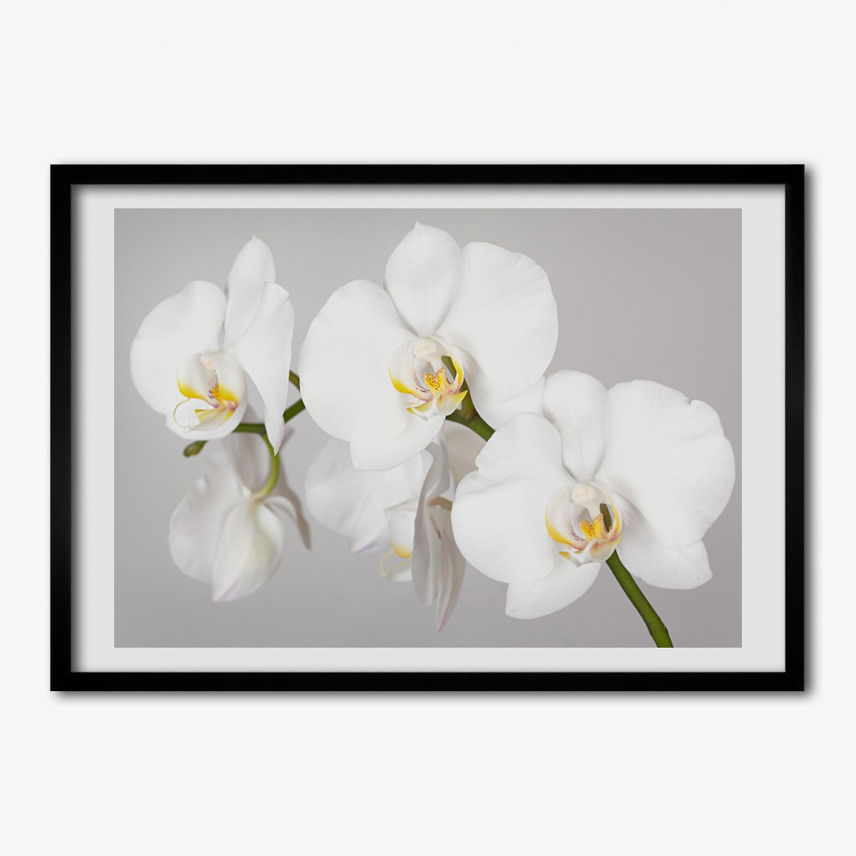 Foto wydruk z ramką TULUP na ścianę Orchidea 70x50 cm Tulup Sklep