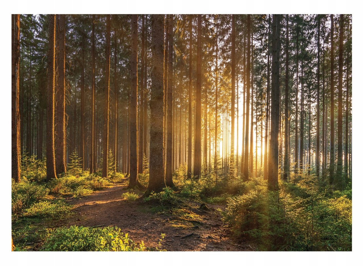 Fototapeta LAS 3D DRZEWA Słońce Natura Tapeta Na Flizelinie Do Sypialni