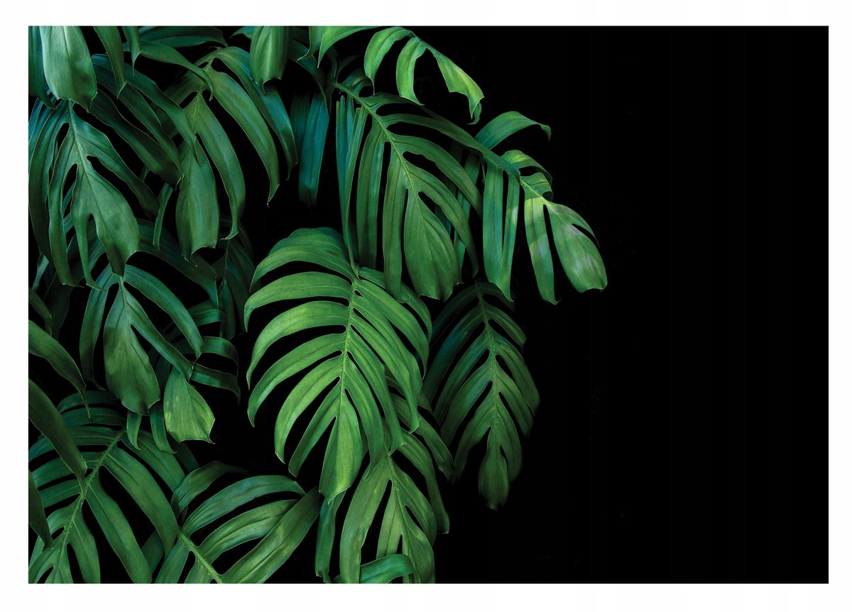 Fototapeta LIŚCIE MONSTERA 3D Do Sypialni 368x254 Consalnet Sklep