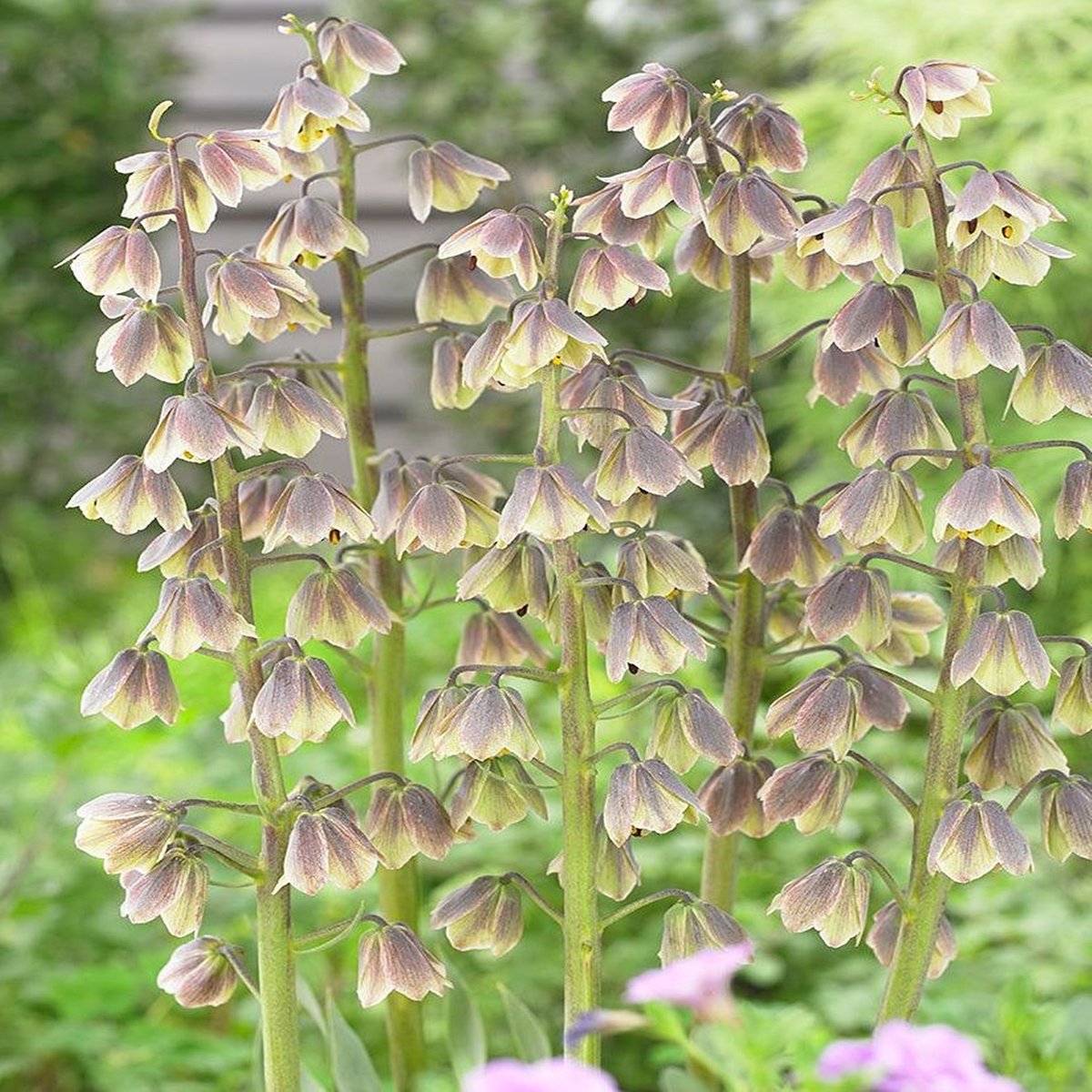 Fritillaria Szachownica Green Dreams 1 Szt Korona Cesarska Cebule