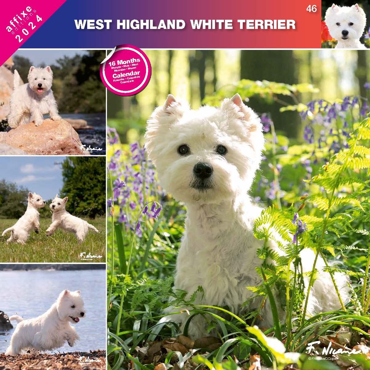 Kalendarz West Highland White Terrier Inna Marka Sklep Empik