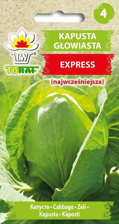 Kapusta głowiasta biała EXPRESS super wczesna stożkowa Brassica