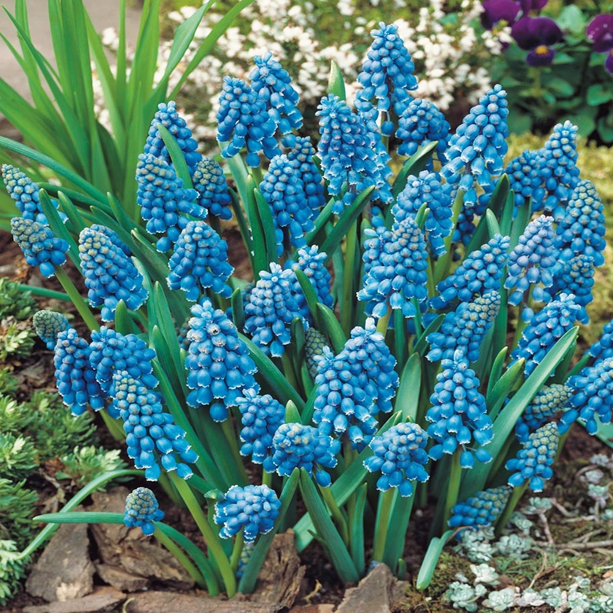 Muscari Szafirek Armeniacum 10 Szt Szafirki Cebulki BENEX Sklep