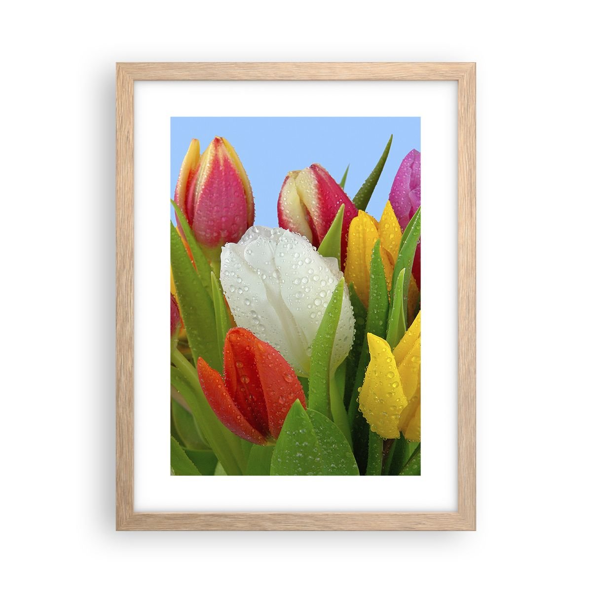 Obraz Plakat Kwiatowa tęcza w kroplach rosy 30x40cm Tulipany