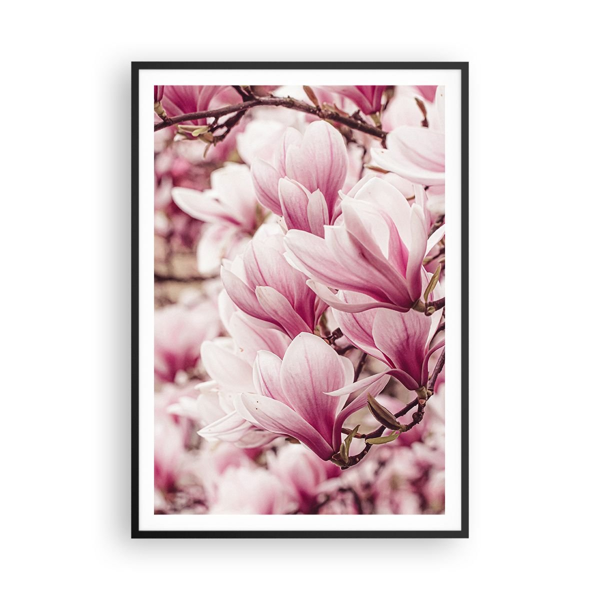 Obraz Plakat Wiosna jest różowa 70x100cm Magnolia Kwiat Jasny