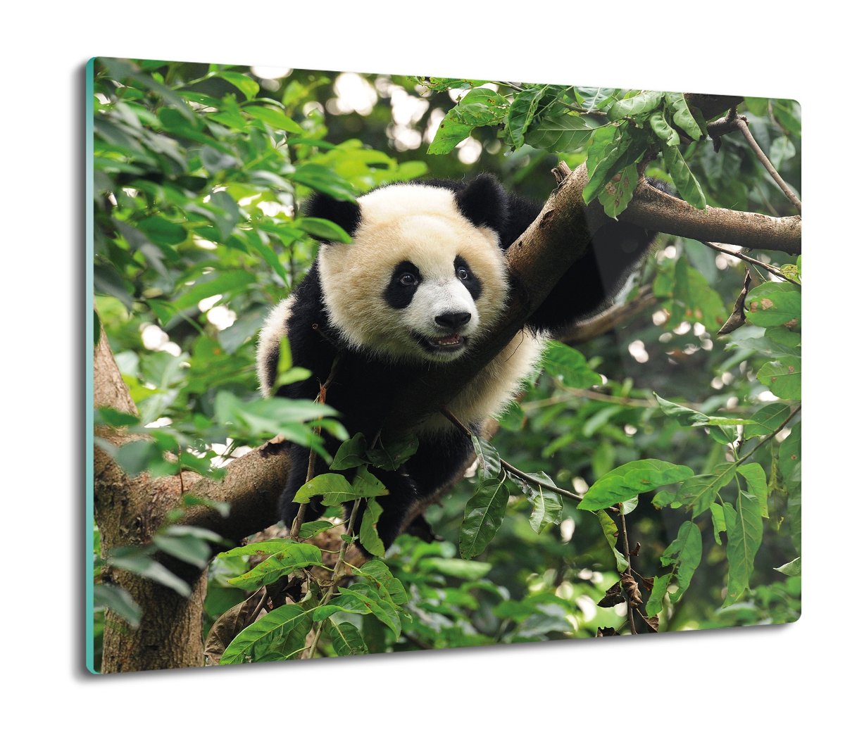 osłona do płyty indukcyjnej Panda las natura 60x52 ArtprintCave