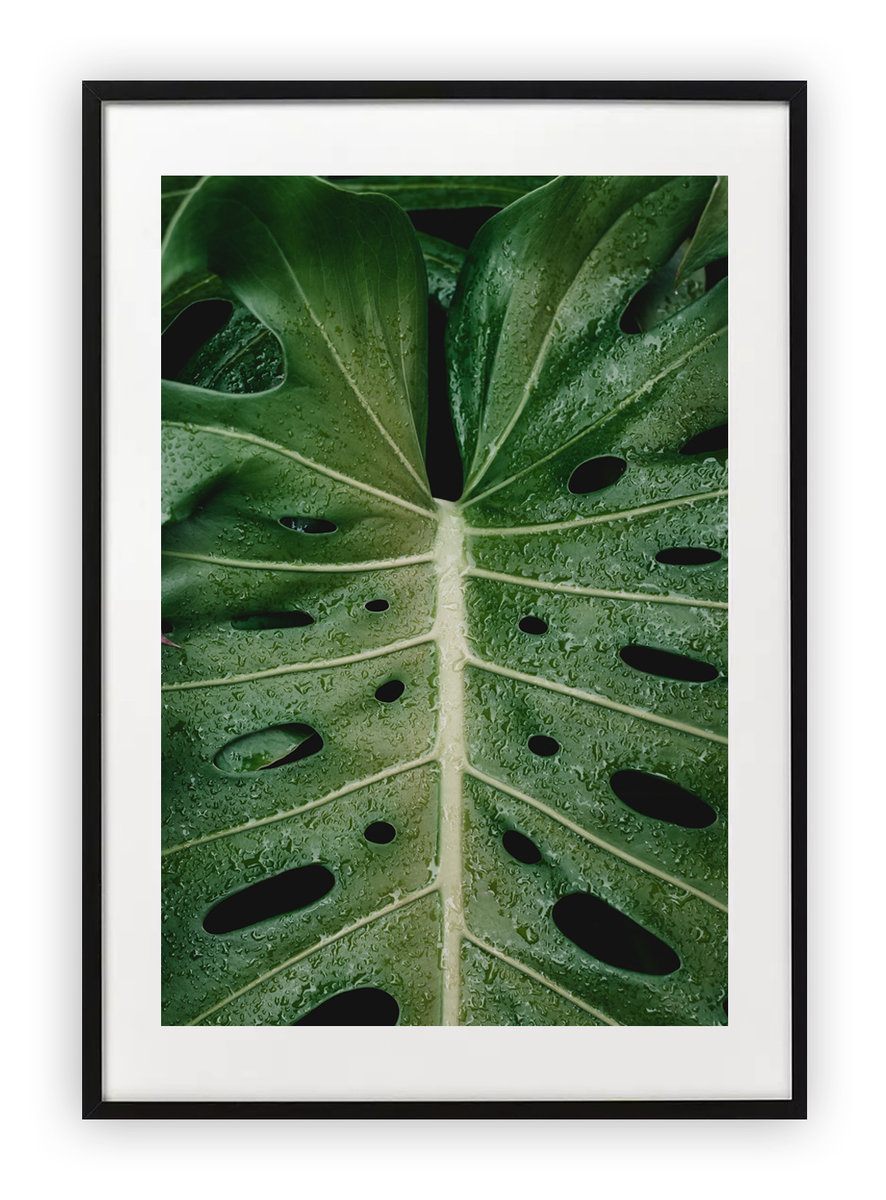 Plakat 15x21 cm Monstera Roślinność Zieleń WZORY Printonia Sklep