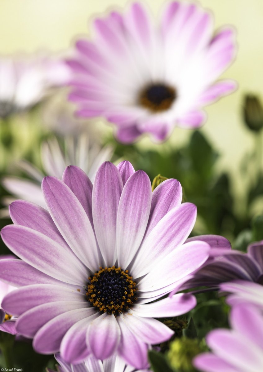 Plakat 21x29 7cm Kwiaty Osteospermum Assaf Frank Zakito Posters