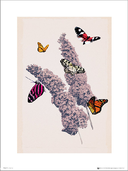 Plakat Motyle Butterflies Flowers X Cm Inny Producent Sklep