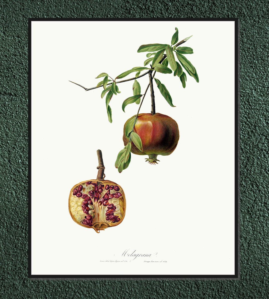 Plakat Owoce Vintage Granat 30x42 Cm A3 DodoPrint Dodoprint