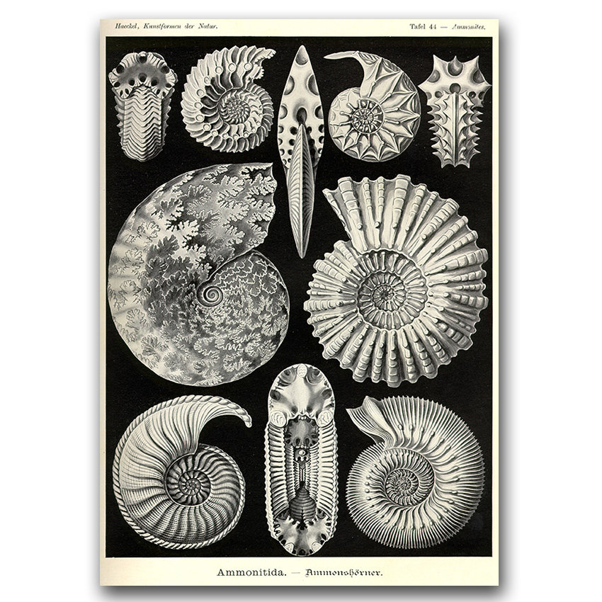 Plakat W Stylu Retro Muszelki Ernst Haeckel A1 Vintageposteria