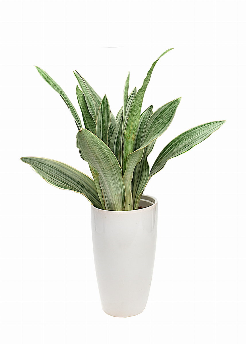 Sansewiera Sansevieria Aubrytiana Metallica Silver Siam P14 DIXIE