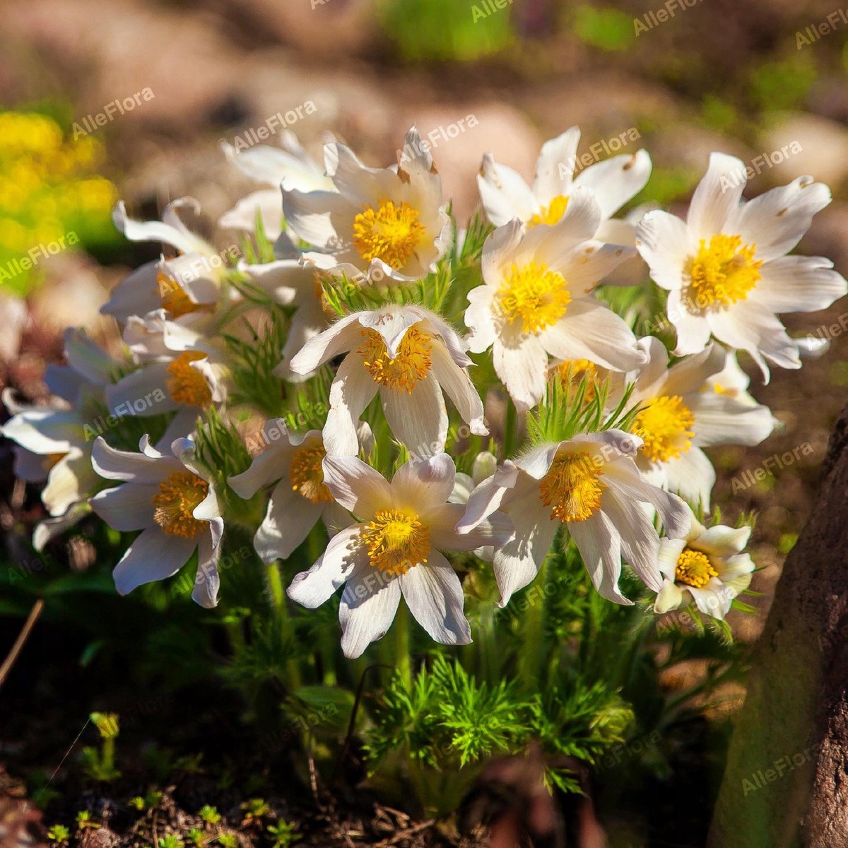 Sasanka Zwyczajna Pinwheel White Pulsatilla Vulgaris Poj P Inna