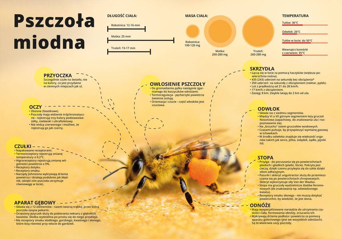 Średnia tablica edukacyjna PSZCZOŁA MIODNA wzór F254 BEE HONEY