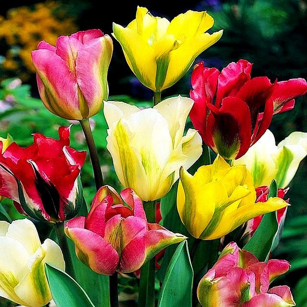 Tulipan Virindiflora Mix 25 szt cebulki tulipanów BENEX Sklep EMPIK