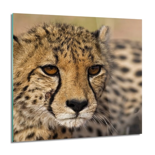 ArtprintCave Gepard kot Foto na szkle na ścianę 60x60 cm