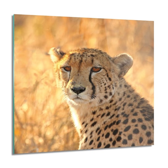 ArtprintCave Gepard Kot Trawa Nowoczesne Foto Szklane 60x60 Cm