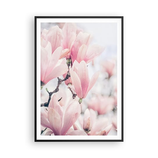 Obraz Plakat Idea Subtelno Ci X Cm Magnolia Kwiaty Drzewo