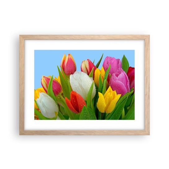 Obraz Plakat Kwiatowa tęcza w kroplach rosy 40x30cm Tulipany