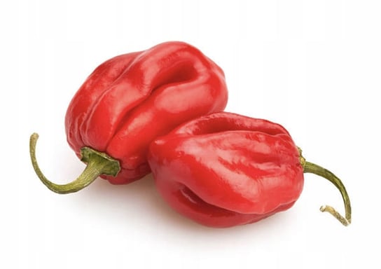 PAPRYKA CZERWONA OSTRA HABANERO NASIONA WARZYW P PL130 12 210 L188 A