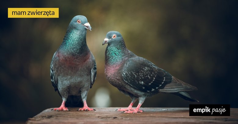 12 ciekawostek, których nie wiesz o gołębiach