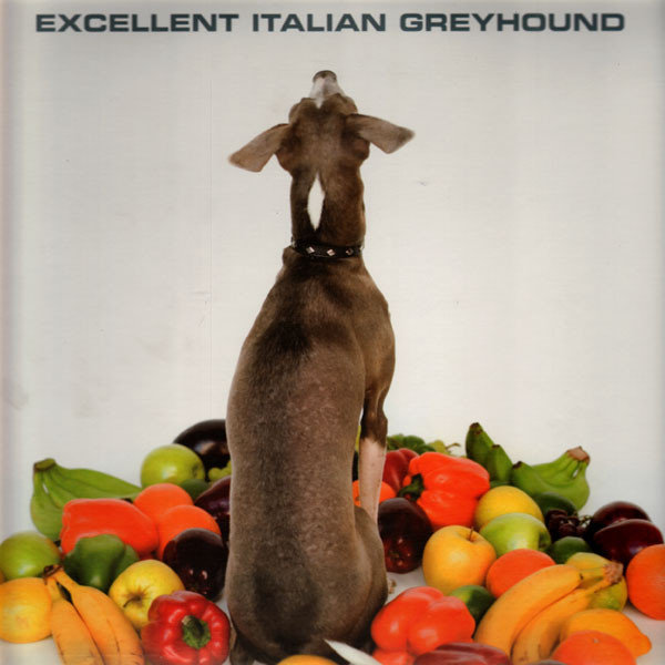 Excellent Italian Greyhound - Shellac | Muzyka Sklep EMPIK.COM
