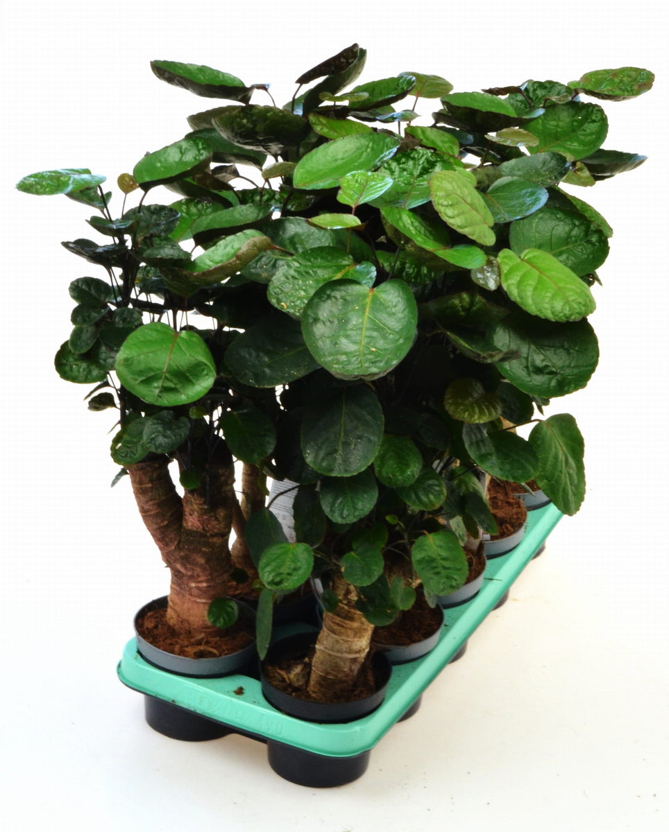 Polyscias Fabian bonsai P12 drzewo - DIXIE STORE | Sklep EMPIK.COM