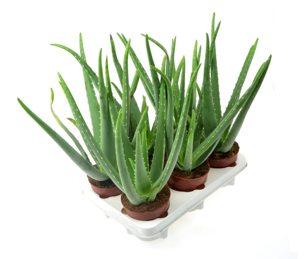 aloe vera bettwäsche Velfont Aloe Vera Bettdecke – Pino & Jacaranda main image 1