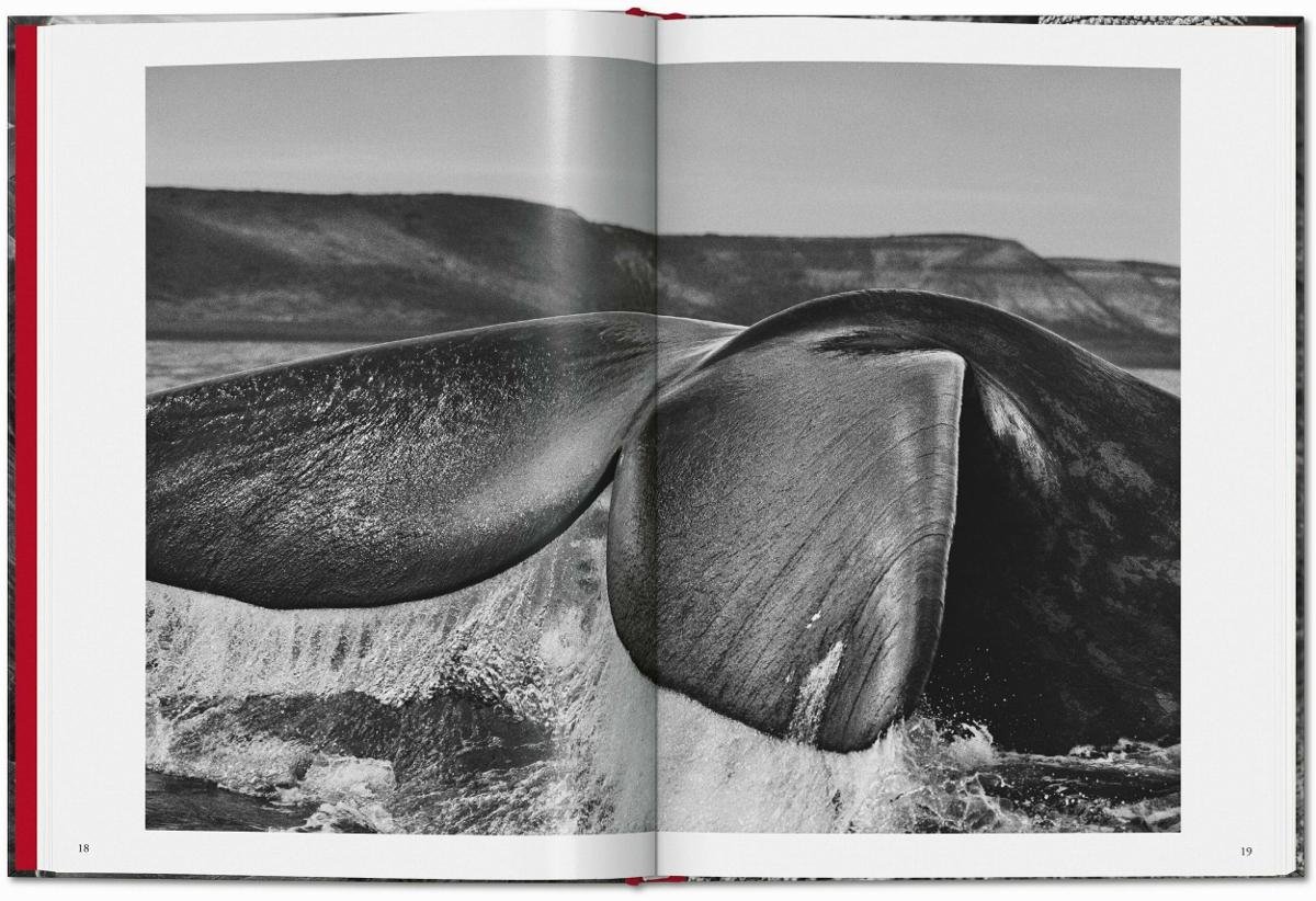 洋書 GENESIS | SEBASTIAO SALGADO Sebastião Salgado. Genesis: Trade Edition : Wanick Salgado