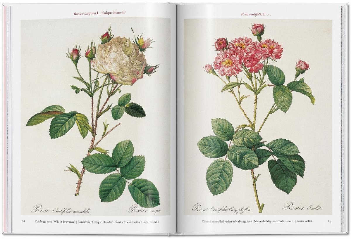 Roses - Pierre-Joseph Redoute | Książka w Empik