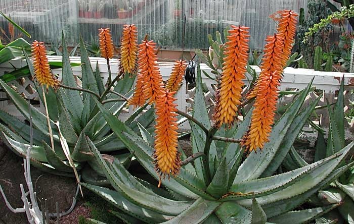 aloe vera dortmund Aloe Vera Alfonso  Aloe-Vera-Pflanze in Grtnerqualitt kaufen
