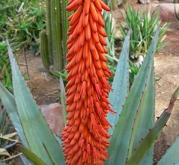 ALOES UZBROJONY (ALOE FEROX) - 5 NASION - DobreNasiona.pl | Sklep EMPIK.COM