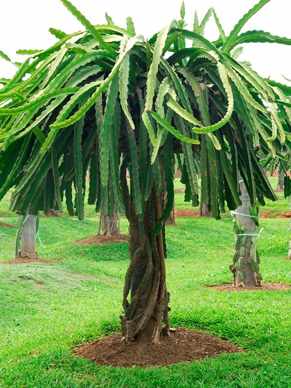 kirschlorbeer italienisch Portugiesischer Kirschlorbeer (Prunus lusitanica 'Angustifolia') | 125-150  cm im Topf