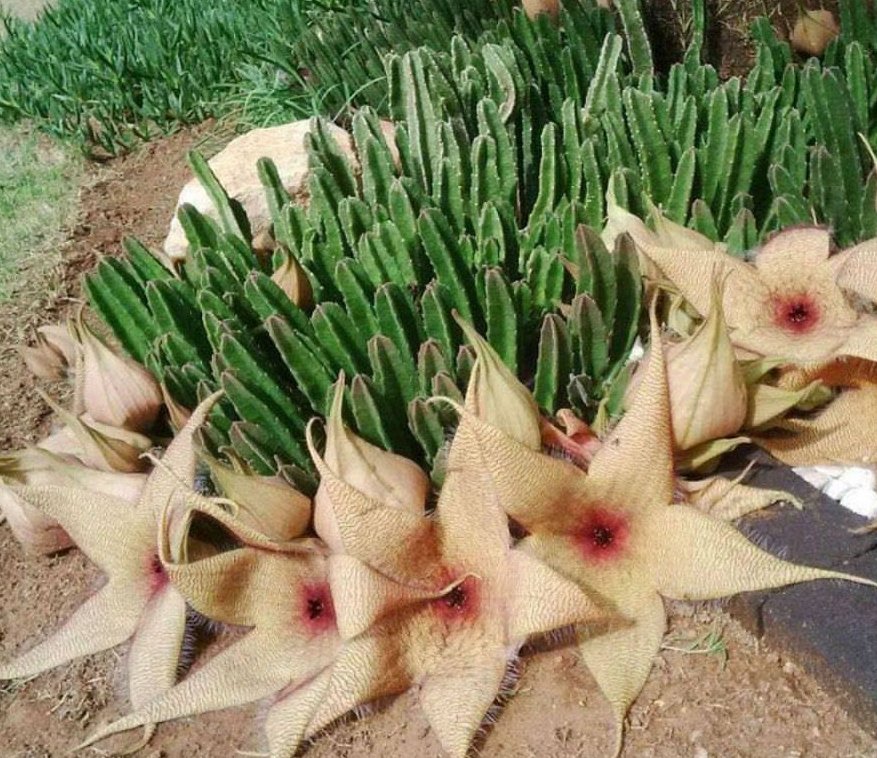 GWIAZDA SZERYFA (STAPELIA GIGANTEA) 5 NASION