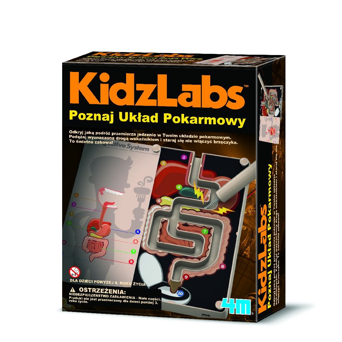 4M, zabawka edukacyjna Poznaj Układ Pokarmowy