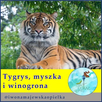 #678 Tygrys myszka i winogrona. - Żyjmy Coraz Lepiej - podcast - Kniat Tomek, Majewska-Opiełka Iwona