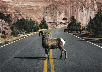 A bighorn sheep, Carol Highsmith - plakat 29,7x21 cm - Galeria Plakatu