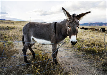 A burro stands in what is otherwise a field of cattle near Jefferson, Colorado, Carol Highsmith - plakat 42x29,7 cm - Galeria Plakatu