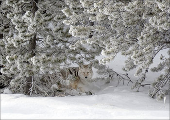 A coyote blends into its surroundings in mid-winter in Yellowstone National Park in northern Wyoming., Carol Highsmith - plakat 29,7x21 cm - Galeria Plakatu