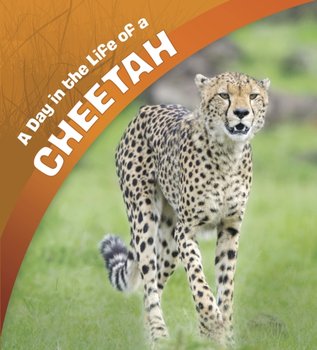 A Day in the Life of a Cheetah - Amstutz Lisa J.