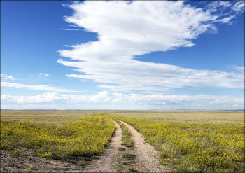 A dirt road winds through a sea of high plains yellow sundrops on the Laramie Plain, a vast grassland south of Laramie, Wyoming., Carol Highsmith - plakat 29,7x21 cm - Galeria Plakatu