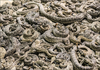 A literal pit of vipers at the "World’s Largest Rattlesnake Roundup" in Sweetwater, Texas., Carol Highsmith - plakat 29,7x21 cm - Galeria Plakatu
