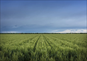 A lush field beneath threatening skies in rural Otero County, Colorado., Carol Highsmith - plakat 70x50 cm - Galeria Plakatu