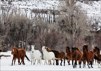 A mixed herd of wild and domesticated horses frolics on the Ladder Livestock ranch, at the Wyoming-Colorado border., Carol Highsmith - plakat 42x29,7 cm - Galeria Plakatu