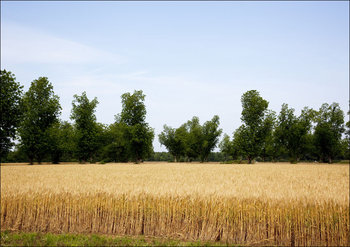 A wheat field in Atmore, Alabama, Carol Highsmith - plakat 60x40 cm - Galeria Plakatu