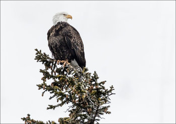 A young bald eagle, Carol Highsmith - plakat 29,7x21 cm - Galeria Plakatu