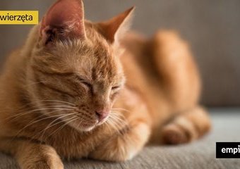 Adopcja kota ze schroniska – co trzeba o niej wiedzieć?  